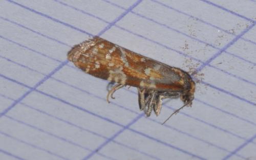 Réf. 290 319 : Aethes piercei
